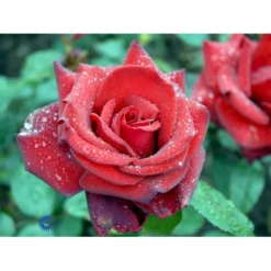 'Miss Schweiz'® Rosa X 'Miss Schweiz'® (Storblomstrende) 3,0 Liter Potte -Tilbud Lys Haven Butik fi4706 rosa miss schweiz d684