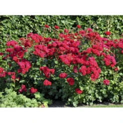 'Nina Weibull' Rosa X 'Nina Weibull' (Buketrose) A-Kvalitet,- Barrods Roser Min. 3 Grene -Tilbud Lys Haven Butik fi4764 rosa nina weibull 3cfb