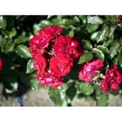 'Nina Weibull' Rosa X 'Nina Weibull' (Buketrose) A-Kvalitet,- Barrods Roser Min. 3 Grene -Tilbud Lys Haven Butik fi4764 rosa nina weibull fce5