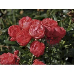 'Orange Morsdag' Rosa X 'Orange Morsdag' (Miniaturerose) A-Kvalitet,- Barrods Roser Min. 3 Grene -Tilbud Lys Haven Butik fi4794 rosa orange morsdag 3e2c