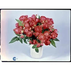 'Orange Morsdag' Rosa X 'Orange Morsdag' (Miniaturerose) A-Kvalitet,- Barrods Roser Min. 3 Grene -Tilbud Lys Haven Butik fi4794 rosa orange morsdag 61ba