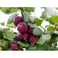Stikkelsbær 'Rød Hinnomaki' Ribes Uva-crispa 'Rød Hinnomaki' 3,5 Liter Potte -Tilbud Lys Haven Butik fi479 ribes uva crispa hinnonmaeki roed 0c61