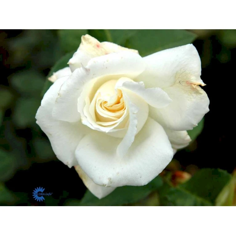 'Pascali' Rosa X 'Pascali' (Storblomstrende) A-Kvalitet,- Barrods Roser Min. 3 Grene 7 'Pascali' Rosa X 'Pascali' (Storblomstrende) A-Kvalitet,- Barrods Roser Min. 3 Grene - Billede 7