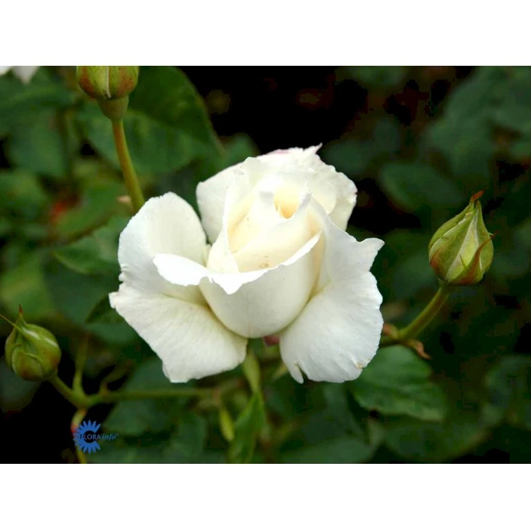 'Pascali' Rosa X 'Pascali' (Storblomstrende) A-Kvalitet,- Barrods Roser Min. 3 Grene 6 'Pascali' Rosa X 'Pascali' (Storblomstrende) A-Kvalitet,- Barrods Roser Min. 3 Grene - Billede 6