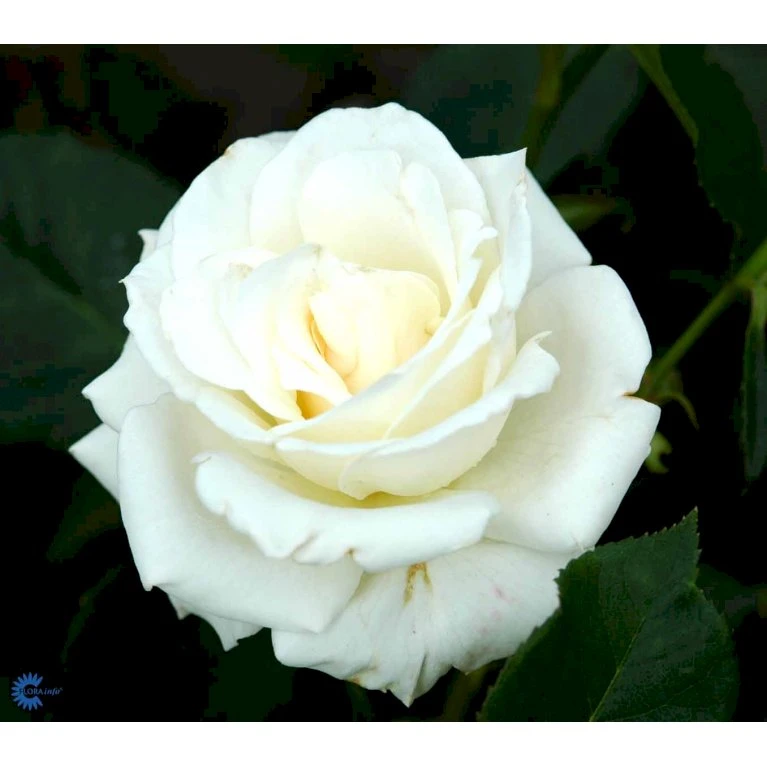 'Pascali' Rosa X 'Pascali' (Storblomstrende) A-Kvalitet,- Barrods Roser Min. 3 Grene 8 'Pascali' Rosa X 'Pascali' (Storblomstrende) A-Kvalitet,- Barrods Roser Min. 3 Grene - Billede 8