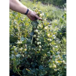 Stikkelsbær 'Invicta' Ribes Uva-crispa 'Invicta' 3,5 Liter Potte -Tilbud Lys Haven Butik fi481 ribes uva crispa invicta 4a04