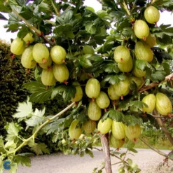 Stikkelsbær 'Invicta' Ribes Uva-crispa 'Invicta' 3,5 Liter Potte -Tilbud Lys Haven Butik fi481 ribes uva crispa invicta ac0a