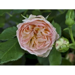 'Pastella'® Rosa X 'Pastella'® (Buketrose) A-Kvalitet,- Barrods Roser Min. 3 Grene -Tilbud Lys Haven Butik fi4820 rosa pastella 23c8