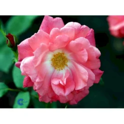 'Pernille Poulsen' Rosa X 'Pernille Poulsen' (Buketrose) A-Kvalitet,- Barrods Roser Min. 3 Grene -Tilbud Lys Haven Butik fi4852 rosa pernille poulsen 2abc