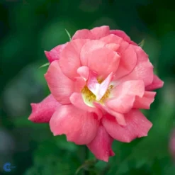 'Pernille Poulsen' Rosa X 'Pernille Poulsen' (Buketrose) A-Kvalitet,- Barrods Roser Min. 3 Grene -Tilbud Lys Haven Butik fi4852 rosa pernille poulsen d02d