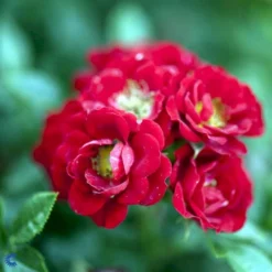 'Peter Pan' Rosa X 'Peter Pan' (Buketrose) A-Kvalitet,- Barrods Roser Min. 3 Grene -Tilbud Lys Haven Butik fi4854 rosa peter pan a221