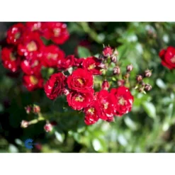 'Peter Pan' Rosa X 'Peter Pan' (Buketrose) A-Kvalitet,- Barrods Roser Min. 3 Grene -Tilbud Lys Haven Butik fi4854 rosa peter pan daf6