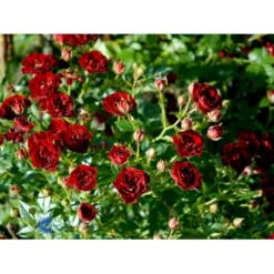 'Peter Pan' Rosa X 'Peter Pan' (Buketrose) A-Kvalitet,- Barrods Roser Min. 3 Grene -Tilbud Lys Haven Butik fi4854 rosa peter pan e2dd