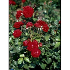 'Peter Wessel'® Rosa X 'Peter Wessel'® (Buketrose) A-Kvalitet,- Barrods Roser Min. 3 Grene -Tilbud Lys Haven Butik fi4855 rosa peter wessel 3ae7