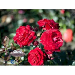 'Peter Wessel'® Rosa X 'Peter Wessel'® (Buketrose) A-Kvalitet,- Barrods Roser Min. 3 Grene -Tilbud Lys Haven Butik fi4855 rosa peter wessel c8c1