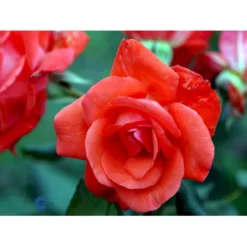 'Piccolo'® Rosa X 'Piccolo'® (Miniaturerose) A-Kvalitet,- Barrods Roser Min. 3 Grene -Tilbud Lys Haven Butik fi4859 rosa piccolo defd