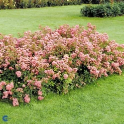 'The Fairy' Rosa X 'The Fairy' (Bunddækkerose) A-Kvalitet,- Barrods Roser Min. 3 Grene -Tilbud Lys Haven Butik fi4866 rosa pink fairy 7a0d