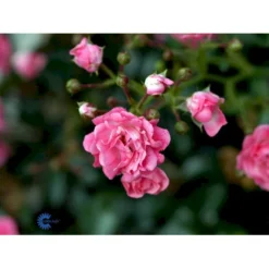 'The Fairy' Rosa X 'The Fairy' (Bunddækkerose) A-Kvalitet,- Barrods Roser Min. 3 Grene -Tilbud Lys Haven Butik fi4866 rosa pink fairy 8541