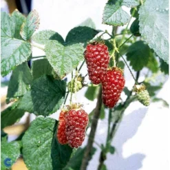 Taybær 'Medana' Rubus X Tayberry 'Medana' Potte 2,0 Liter,- Opbundet -Tilbud Lys Haven Butik fi492 rubus tayberry 8adf