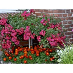 'Red Fairy' Rosa X 'Red Fairy' (Bunddækkerose) A-Kvalitet,- Barrods Roser Min. 3 Grene -Tilbud Lys Haven Butik fi4944 rosa red fairy a0be