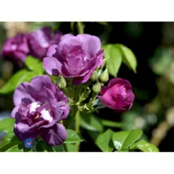 'Rhapsody In Blue' Rosa X 'Rhapsody In Blue' (Buketrose) A-Kvalitet,- Barrods Roser Min. 3 Grene -Tilbud Lys Haven Butik fi4964 rosa rhapsody in blue 26a7