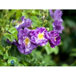 'Rhapsody In Blue' Rosa X 'Rhapsody In Blue' (Buketrose) A-Kvalitet,- Barrods Roser Min. 3 Grene -Tilbud Lys Haven Butik fi4964 rosa rhapsody in blue 6239