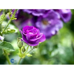 'Rhapsody In Blue' Rosa X 'Rhapsody In Blue' (Buketrose) A-Kvalitet,- Barrods Roser Min. 3 Grene -Tilbud Lys Haven Butik fi4964 rosa rhapsody in blue 8b32