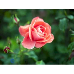 'Riberhus'™ Rosa X 'Riberhus'™ (Buketrose) A-Kvalitet,- Barrods Roser Min. 3 Grene -Tilbud Lys Haven Butik fi4966 rosa riberhus poulriber n 3fcc