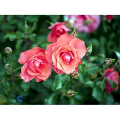 'Riberhus'™ Rosa X 'Riberhus'™ (Buketrose) A-Kvalitet,- Barrods Roser Min. 3 Grene -Tilbud Lys Haven Butik fi4966 rosa riberhus poulriber n 701c