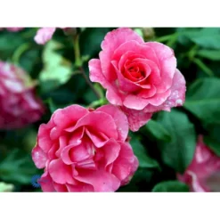 'Romanze'® Rosa X 'Romanze'® (Buketrose) A-Kvalitet,- Barrods Roser Min. 3 Grene -Tilbud Lys Haven Butik fi4976 rosa romanze 2136