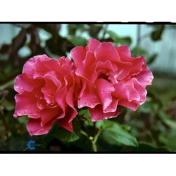 'Romanze'® Rosa X 'Romanze'® (Buketrose) A-Kvalitet,- Barrods Roser Min. 3 Grene -Tilbud Lys Haven Butik fi4976 rosa romanze d356