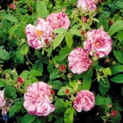 'Rosa Mundi' Rosa Gallica 'Rosa Mundi' (Gallicarose) A-Kvalitet,- Barrods Roser Min. 3 Grene -Tilbud Lys Haven Butik fi4978 rosa rosa mundi e476