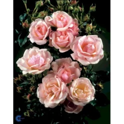 'Rosenborg'™ Rosa X 'Rosenborg'™ (Slotsrose) A-Kvalitet,- Barrods Roser Min. 3 Grene -Tilbud Lys Haven Butik fi4996 rosa rosenborg poulasor n 4333