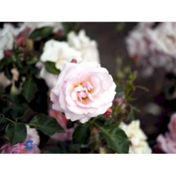 'Rosenborg'™ Rosa X 'Rosenborg'™ (Slotsrose) A-Kvalitet,- Barrods Roser Min. 3 Grene -Tilbud Lys Haven Butik fi4996 rosa rosenborg poulasor n 575c