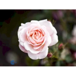 'Rosenborg'™ Rosa X 'Rosenborg'™ (Slotsrose) A-Kvalitet,- Barrods Roser Min. 3 Grene -Tilbud Lys Haven Butik fi4996 rosa rosenborg poulasor n 9a59