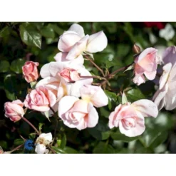 'Rosendal'™ Rosa X 'Rosendal'™ (Buketrose) A-Kvalitet,- Barrods Roser Min. 3 Grene -Tilbud Lys Haven Butik fi4997 rosa rosendal r pouldahle n e51f