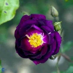 'Royal Celebration' Rosa X 'Royal Celebration' (Buketrose) A-Kvalitet,- Barrods Roser Min. 3 Grene -Tilbud Lys Haven Butik fi5011 rosa royal celebration c7dd