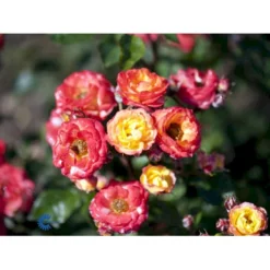 'Rumba' Rosa X 'Rumba' (Buketrose) A-Kvalitet,- Barrods Roser Min. 3 Grene -Tilbud Lys Haven Butik fi5026 rosa rumba 50a6