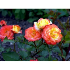 'Rumba' Rosa X 'Rumba' (Buketrose) A-Kvalitet,- Barrods Roser Min. 3 Grene -Tilbud Lys Haven Butik fi5026 rosa rumba b775