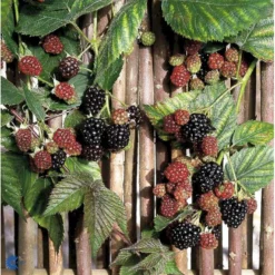 Tornfri Brombær 'Thornfree' Rubus Fruticosus 'Thornfree' Potte 2,0 Liter,- Opbundet 9 Tornfri Brombær 'Thornfree' Rubus Fruticosus 'Thornfree' Potte 2,0 Liter,- Opbundet -Tilbud Lys Haven Butik fi503 rubus fruticosus thornfree 02cf