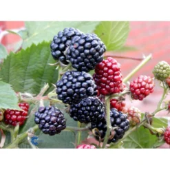 Tornfri Brombær 'Thornfree' Rubus Fruticosus 'Thornfree' Potte 2,0 Liter,- Opbundet 8 Tornfri Brombær 'Thornfree' Rubus Fruticosus 'Thornfree' Potte 2,0 Liter,- Opbundet -Tilbud Lys Haven Butik fi503 rubus fruticosus thornfree 09a7