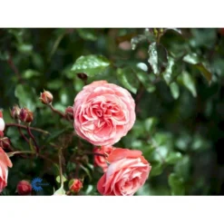 'Schackenborg'™ Rosa X 'Schackenborg'™ (Slotsrose) A-Kvalitet,- Barrods Roser Min. 3 Grene -Tilbud Lys Haven Butik fi5059 rosa schackenborg pouldron n 41b7