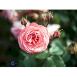 'Schackenborg'™ Rosa X 'Schackenborg'™ (Slotsrose) A-Kvalitet,- Barrods Roser Min. 3 Grene -Tilbud Lys Haven Butik fi5059 rosa schackenborg pouldron n e7f0