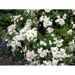 'Schneeflocke' Rosa X 'Schneeflocke' (Buketrose) A-Kvalitet,- Barrods Roser Min. 3 Grene -Tilbud Lys Haven Butik fi5064 rosa schneeflocke 0400