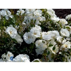 'Schneeflocke' Rosa X 'Schneeflocke' (Buketrose) A-Kvalitet,- Barrods Roser Min. 3 Grene -Tilbud Lys Haven Butik fi5064 rosa schneeflocke 572b