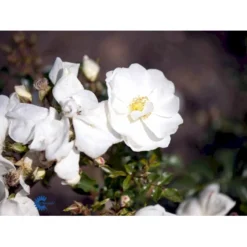 'Schneeflocke' Rosa X 'Schneeflocke' (Buketrose) A-Kvalitet,- Barrods Roser Min. 3 Grene -Tilbud Lys Haven Butik fi5064 rosa schneeflocke fa41