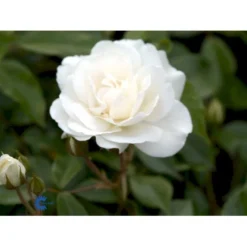 'Schneewittchen'® Rosa X 'Schneewittchen'® (Buketrose) A-Kvalitet,- Barrods Roser Min. 3 Grene -Tilbud Lys Haven Butik fi5066 rosa schneewittchen 087a