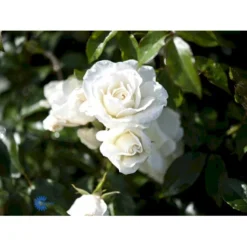 'Schneewittchen'® Rosa X 'Schneewittchen'® (Buketrose) A-Kvalitet,- Barrods Roser Min. 3 Grene -Tilbud Lys Haven Butik fi5066 rosa schneewittchen 3fe7