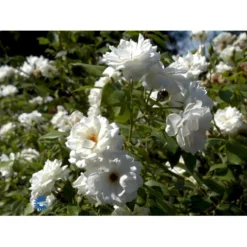 'Schneewittchen'® Rosa X 'Schneewittchen'® (Buketrose) A-Kvalitet,- Barrods Roser Min. 3 Grene -Tilbud Lys Haven Butik fi5066 rosa schneewittchen 4724