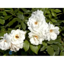 'Schneewittchen'® Rosa X 'Schneewittchen'® (Buketrose) A-Kvalitet,- Barrods Roser Min. 3 Grene -Tilbud Lys Haven Butik fi5066 rosa schneewittchen 78c7